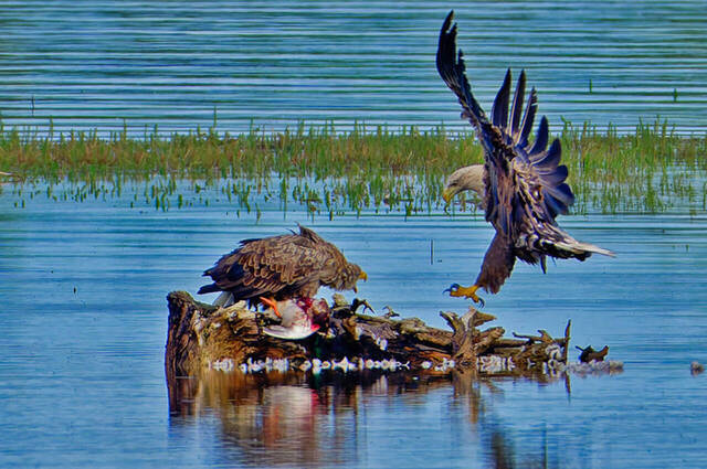 Zwei Seeadler und eine tote Stockente  Foto: Thomas Alberer