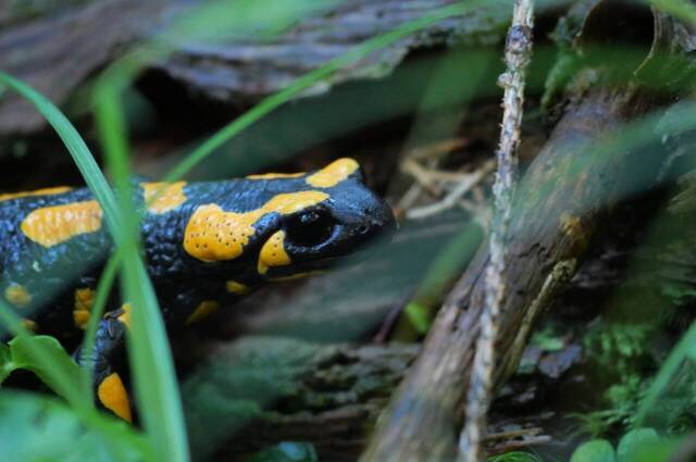 Feuersalamander  Foto: Johannes Alme