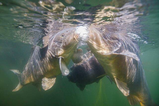 große Spiegelkarpfen im Schlosssee  Foto: Andreas Harl