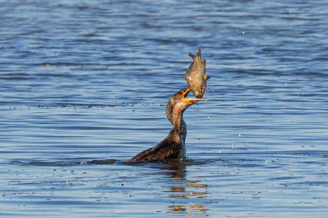 Kormoran erbeutet Karpfen  Foto: Andreas Hartl