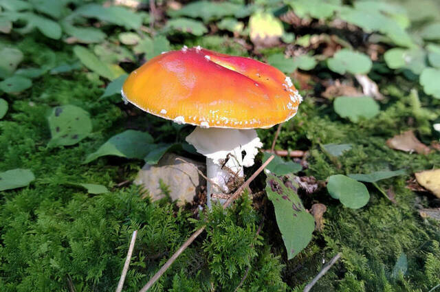 Fliegenpilz  Foto: Johanns Almer