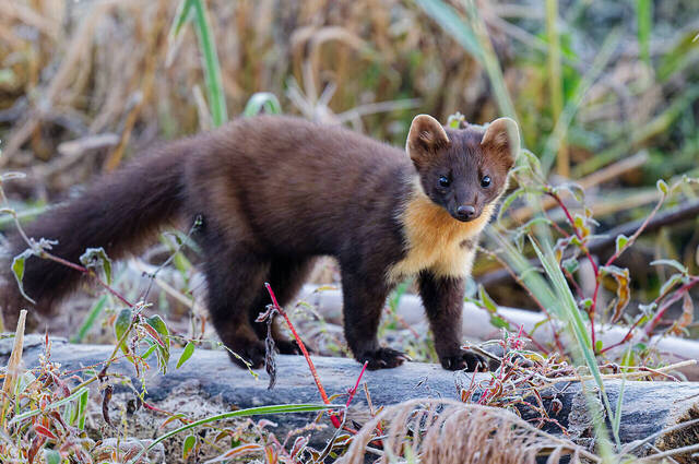 Baummarder  Foto: Thomas Alberer