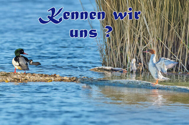 Gänsesäger - Männchen + Weibchen Foto: Ursula Schottroff,  Montage: Claus Linke