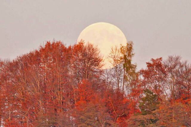 Riesenmond  Foto: Johannes Almer