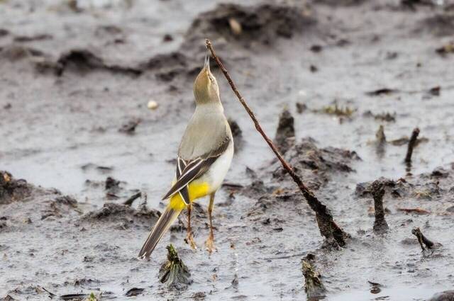 Gebirgsstelze erbeutet im Sprung Insekten  Foto: Andreas Hartl