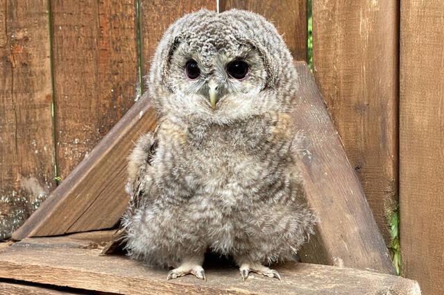 Bild: Das ist nur einer der über 90 Greifvögel, Eulen und Falken, die Katharina Weinberger allein letztes Jahr wieder gesund gepflegt hat. Jetzt sucht sie dringend Flächen für neue Volieren, die sie pachten kann.