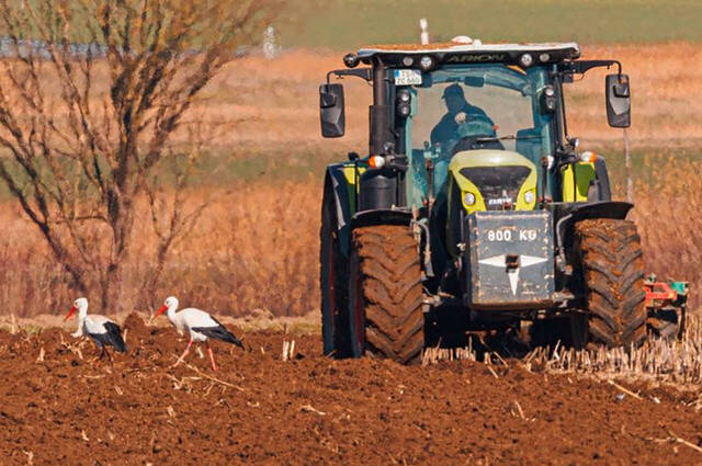 Weißstörche begleiten Landwirt beim Pflügen  Foto: Andreas Hartl