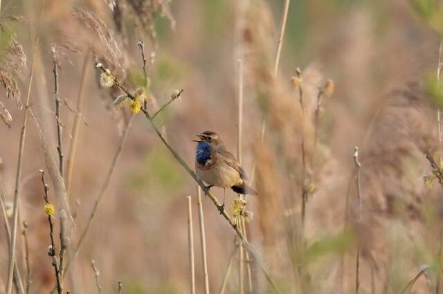 Blaukehlchen  Foto: Johannes Almer