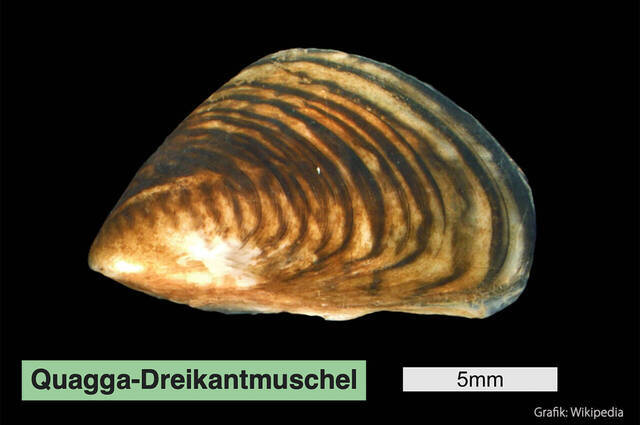 Quagga-Dreikantmuschel  Grafik: Wikipedia