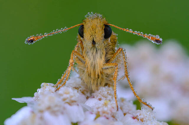 Dickkopffalter mit Wassertropfen am ganzen Körper  Foto: Ursula Schottroff