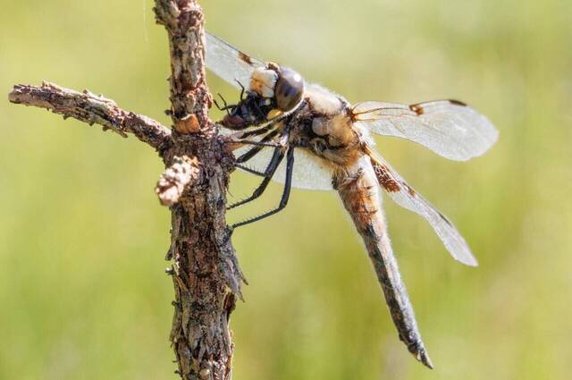 Vierflecklibelle frißt Fliege  Foto: Andreas Hartl