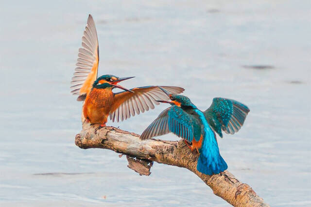 Eisvögel: Streit um besten Sitzplatz  Foto: Andreas Hartl
