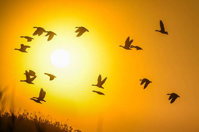 Sonnenaufgang am Chiemsee  Foto: Alwin Schneider