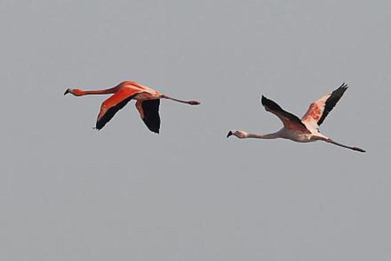 Foto: Michael Manitz&#160; &#160; Flamingos
