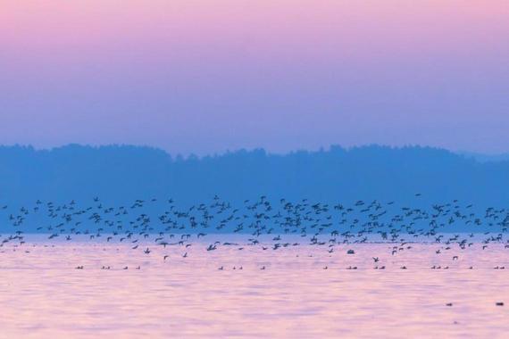 Enten flüchten vor in der Dämmerung jagendem Seeadler  Foto: Andreas Hartl