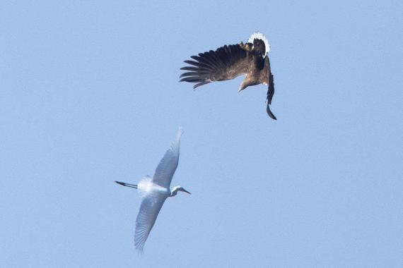 jagender Seeadler Foto: Andreas Hartl