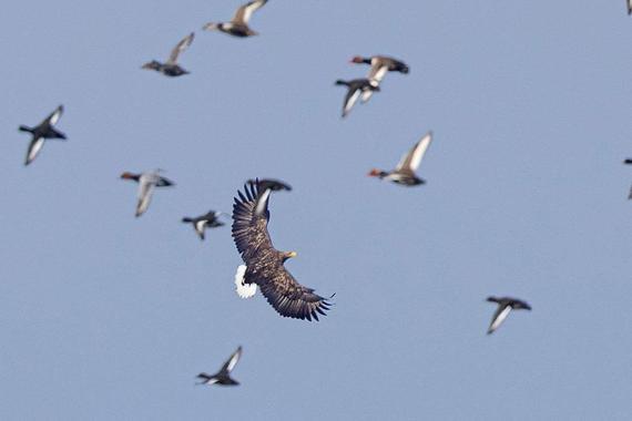 jagender Seeadler Foto: Andreas Hartl