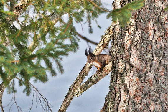 Eichhörnchen  Foto: Johannes Almer