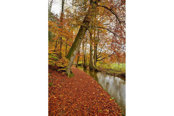 03 Herbst Im Eichental Am Muehlbach Lamacontent.De W6 A6097 1500x1000pix