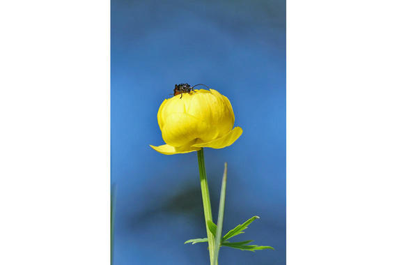 Trollblume mit Käfer   Foto: Johannes Almer