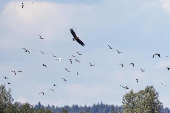 Seeadler attackiert Brachvogelschwarm   Foto: Andreas Hartl