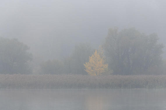 Nebel in der Hirschauer Bucht  Foto: Thomas Alberer