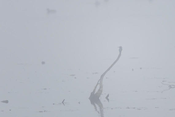 Eisvogel  im Nebel   Foto: Thomas Alberer