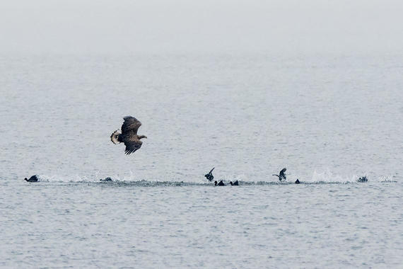 Seeadler attackiert Blässhühner   Foto: Thomas Alberer