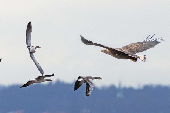Seeadler attackiert Graugänse  Foto: Andreas Hartl