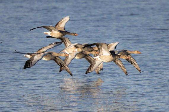 vor Kajakfahrer flüchtende Wasservögel   Foto: Andreas Hartl
