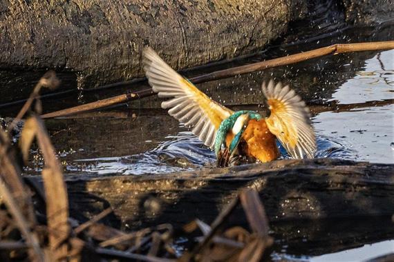 Eisvogel erbeutet großen Frosch   Foto: Andreas Hartl