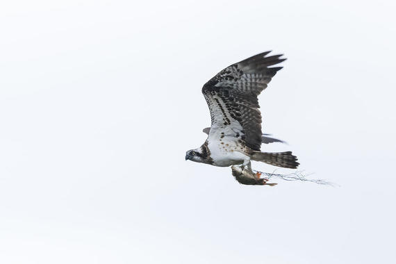 Fischadler mit Beute  Foto: Thomas Alberer