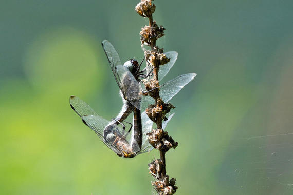 Zwei Spitzenfleck-Libellen bei der Paarung  Foto: Karen Wise