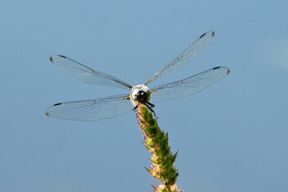 Spitzenfleck-Libelle bei der Landung  Foto: Karen Wise