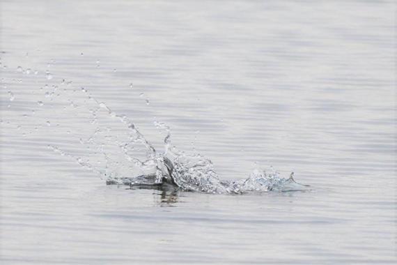Eisvogel auf Jagd   Foto: Andreas Hartl