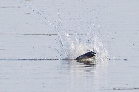Fischadler   Foto: Andreas Hartl