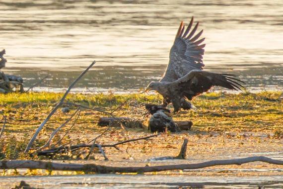 Seeadler bringt Beute zur Sandbank  Foto: Andreas Hartl
