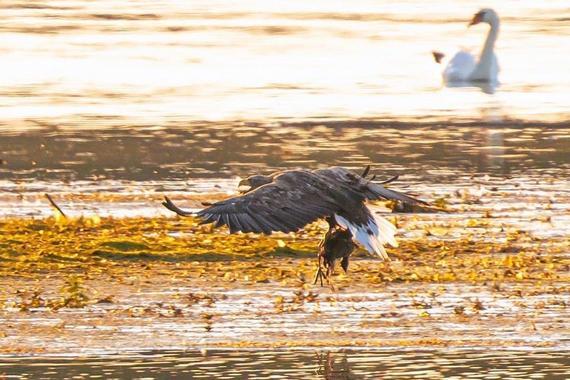 Seeadler bringt Beute zur Sandbank  Foto: Andreas Hartl