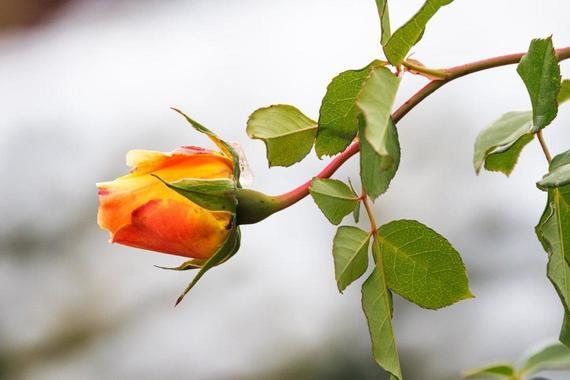 letzte Rosenblüte im Malerwinkel    Foto: Andreas Hartl