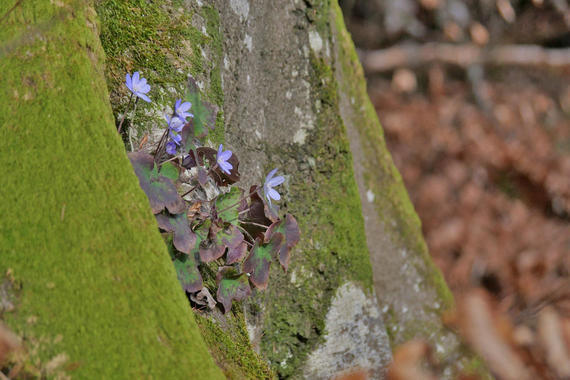 Leberblümchen (Hepatica nobilis)   Foto: Johannes Almer
