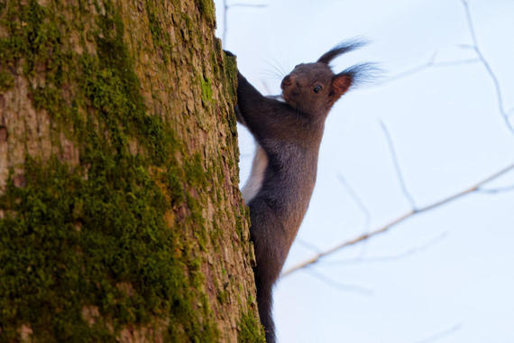 Eichhörnchen  PM  Foto: Thomas Alberer