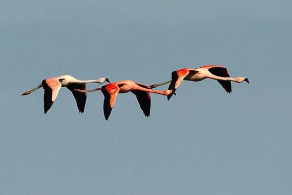 Foto: Johann Zimmermann - Flamingos