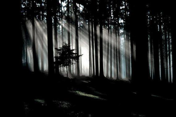 Foto: Michael Manitz - Lichtbahnen im Wald