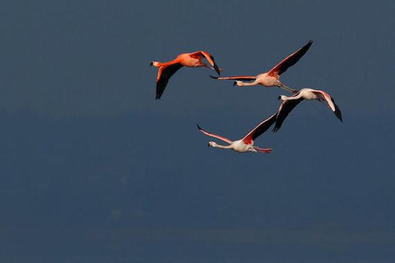 Foto: Michael Manitz - Flamingos