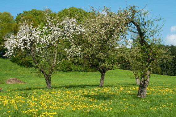 Obstbaumblüte   Foto: Hanns Senger