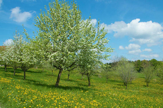 Obstbaumblüte   Foto: Bela Grolshammer