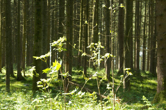 Zurück durch den Wald   Foto: Bela Grolshammer