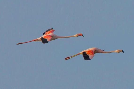Die Flamingo sind wieder da  Foto: Andreas Hartl