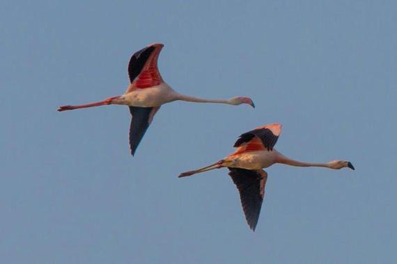 Die Flamingo sind wieder da  Foto: Andreas Hartl