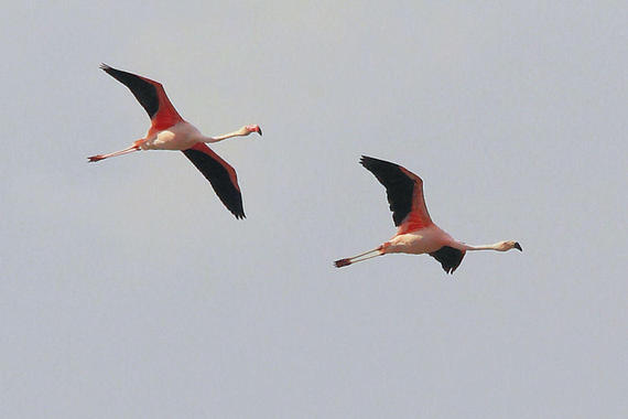 Flamingo   Foto: Dieter Naundorf